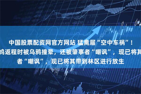 中国股票配资网官方网站 猛禽届“空中车祸”！山东一老鹰捕食斑鸠返程时被乌鸦撞晕，还被肇事者“嘲讽”，现已将其带到林区进行放生